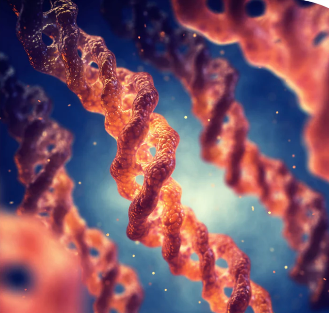 Collagène : hydrolysé ou peptides ?