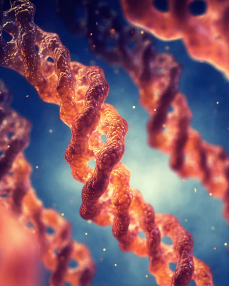 Collagène : hydrolysé ou peptides ?