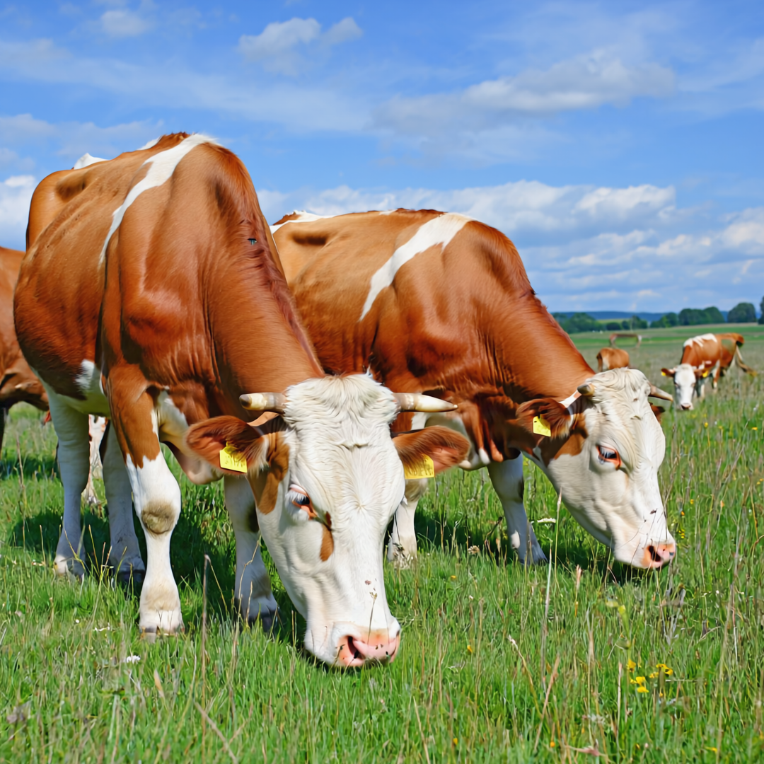 Lait des aples