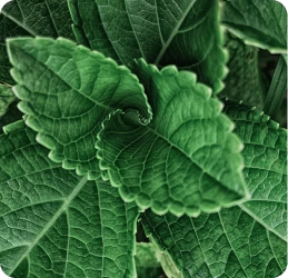 Pur Collagène Marin Confort